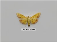 藏品(螟蛾249)的圖片